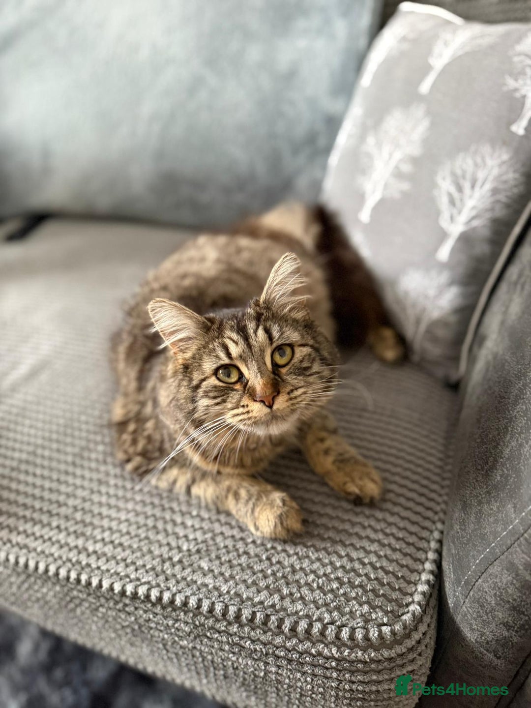British Longhair cats for sale: Long haired tabby cat  - Image 1