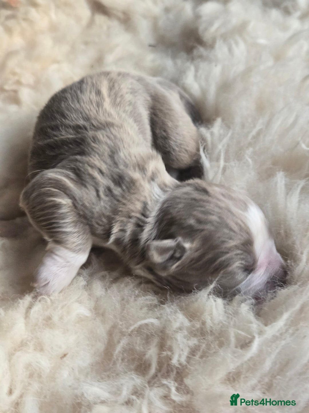 Olde English Bulldogge dogs for sale: Mammut : Fluffy Olde English Bulldog puppies. - Advert 7