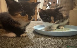 Mixed Breed cats for sale: Kittens for sale  - Image 3