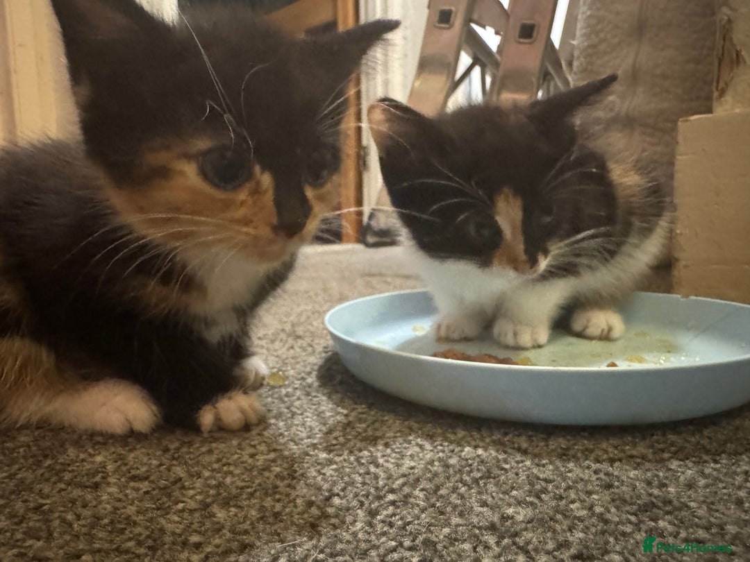 Mixed Breed cats for sale: Kittens for sale  - Image 3