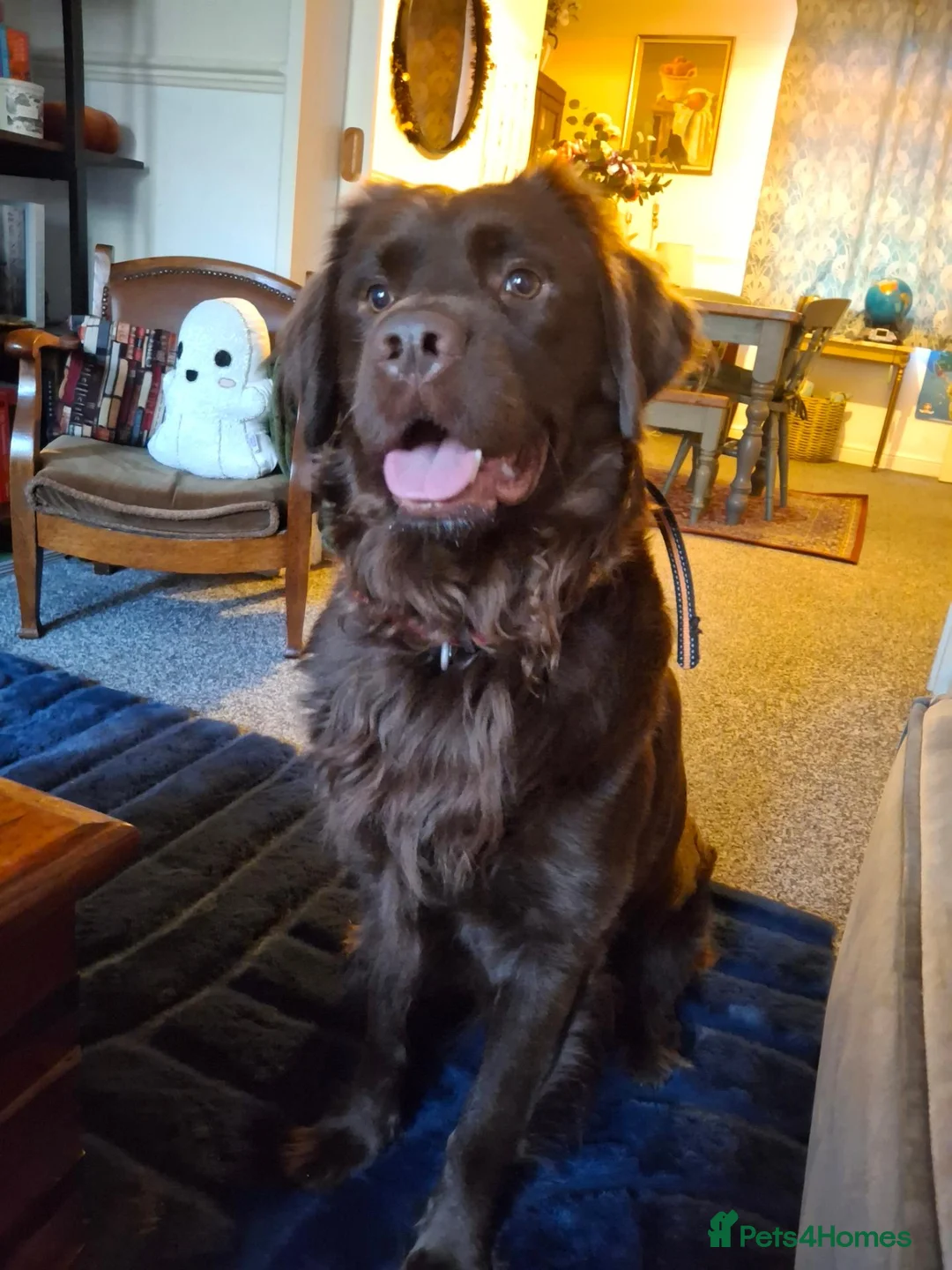 Mixed Breed dogs for sale: Cockerdor for rehoming  - Advert 2