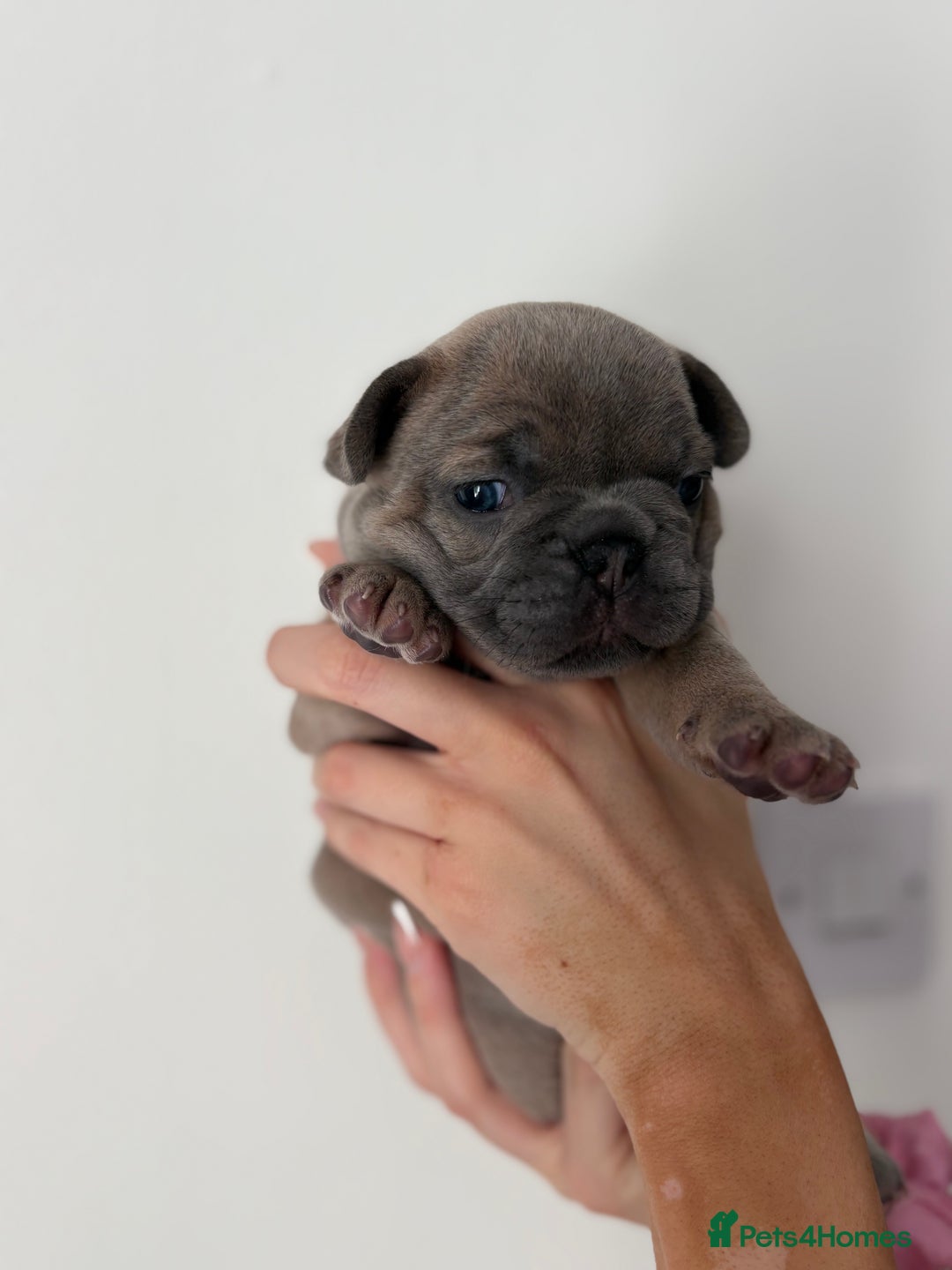 French Bulldog dogs for sale: French bulldog pedigree litter - Image 5