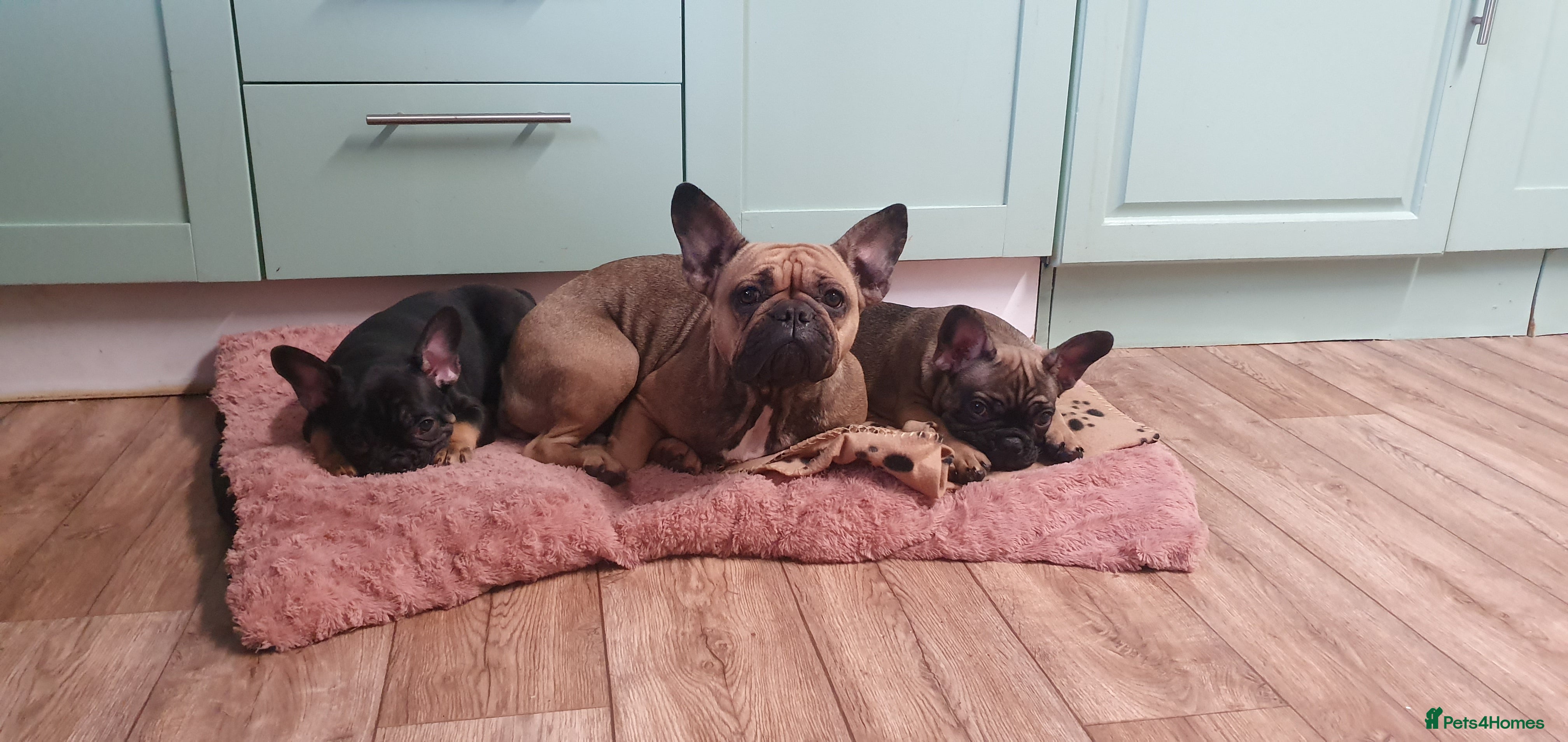 French Bulldog dogs 1 Beautiful Male French Bulldog - Advert 17