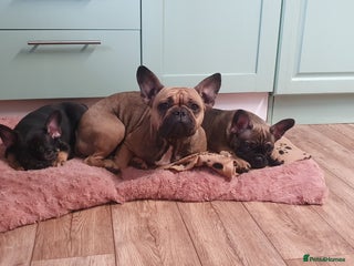 French Bulldog dogs 1 Beautiful Male French Bulldog - Advert 16