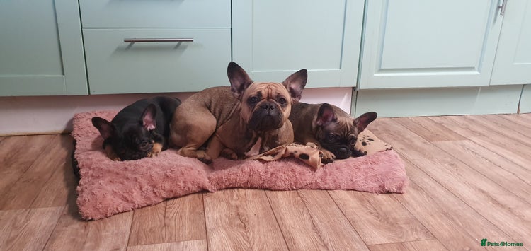 French Bulldog dogs 1 Beautiful Male French Bulldog - Advert 8