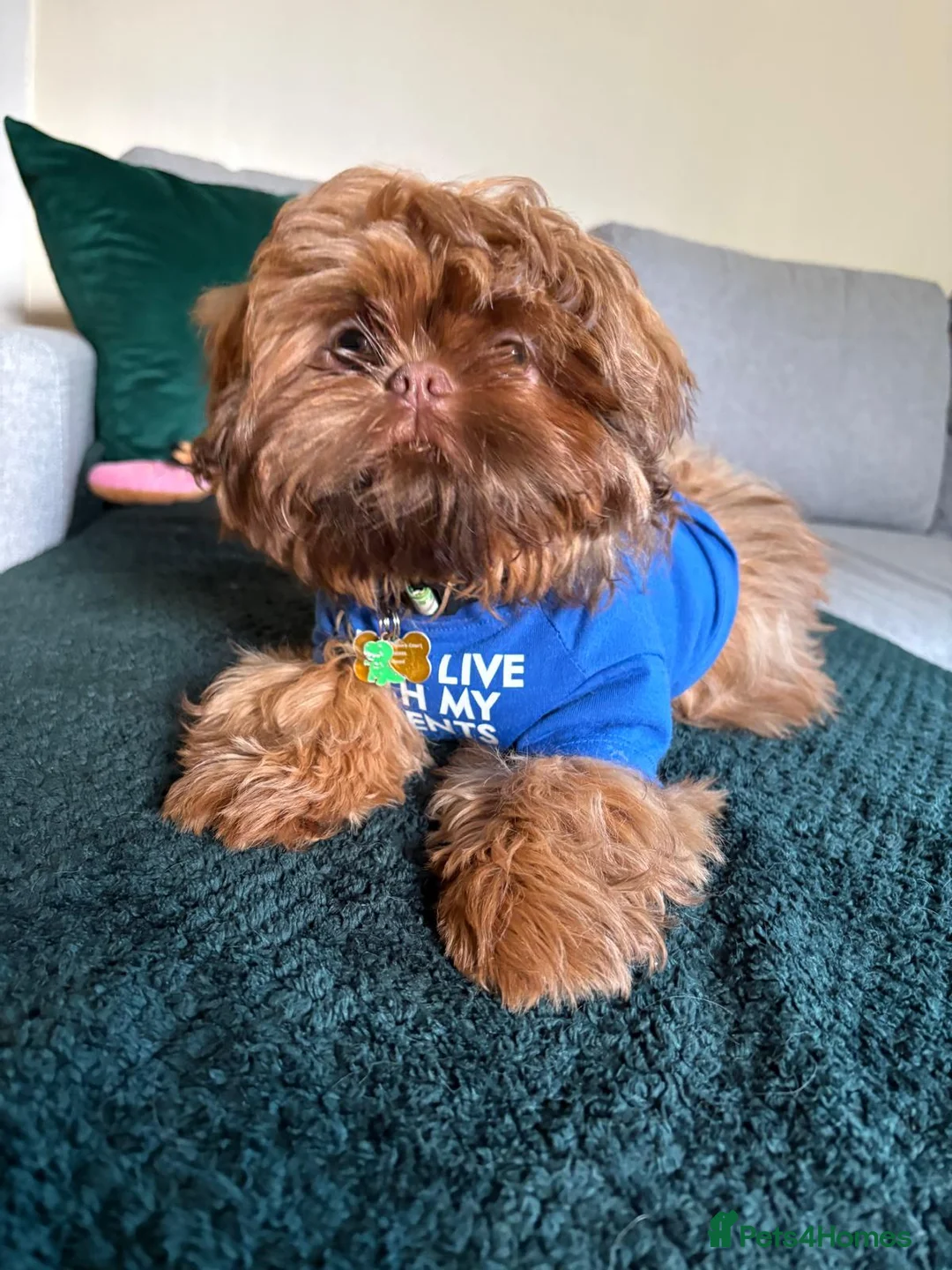 Shih Tzu dogs for sale: Chocolate orange shih tzu - Advert 6