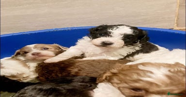 Shihpoo dogs - Advert 4