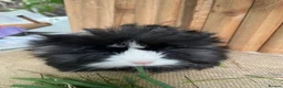 Guinea Pig rodents for sale: Friendly baby girl - Advert 5