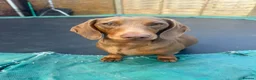 Dachshund dogs for sale: Dapple tan  - Advert 4