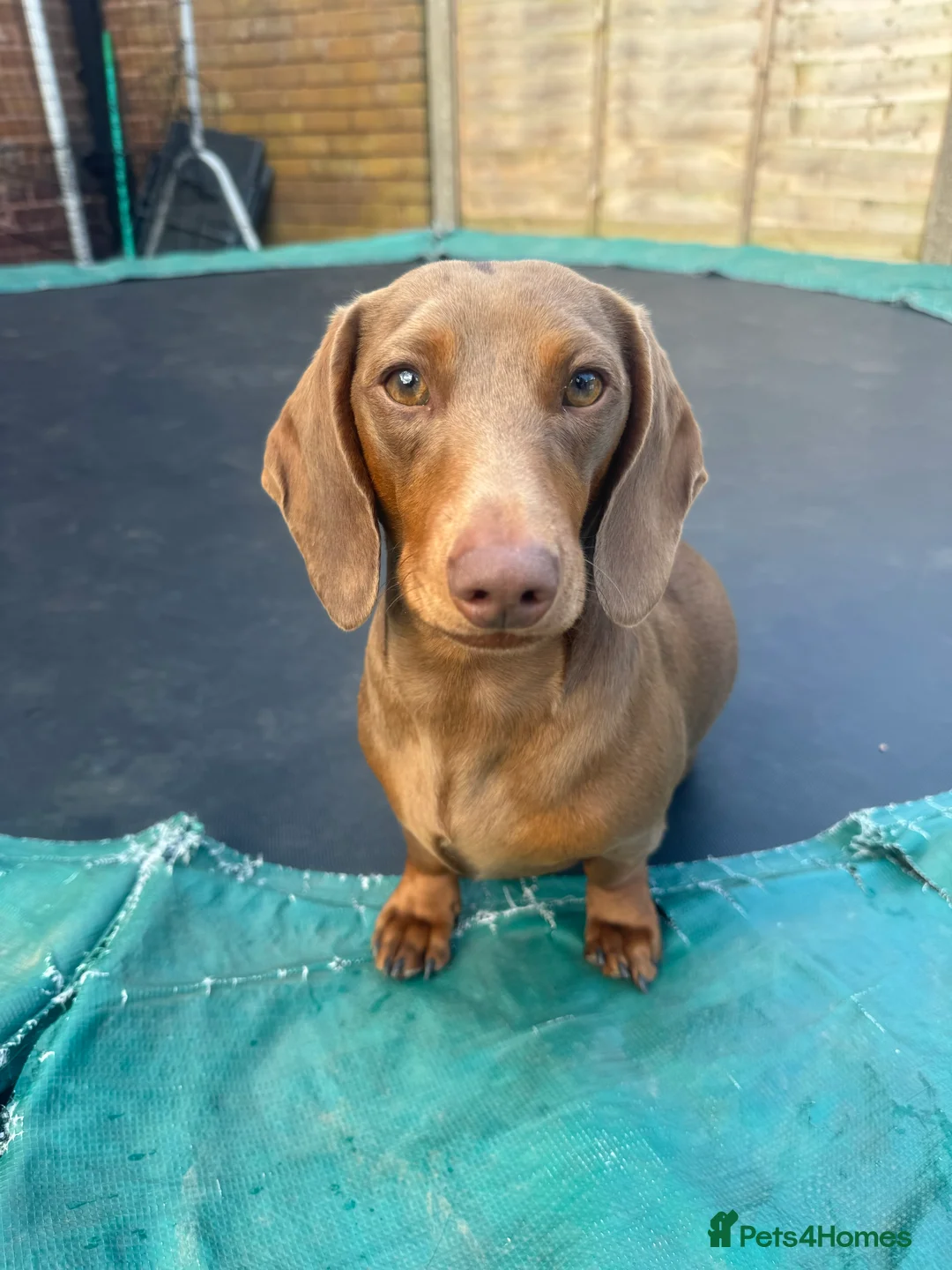 Dachshund dogs for sale: Dapple tan  - Advert 4