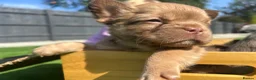 French Bulldog dogs for sale: Fluffy Frenchies  - Advert 30