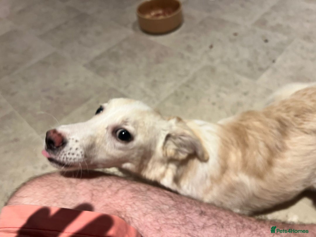 Mixed Breed dogs for adoption: Charlotte  - Image 6