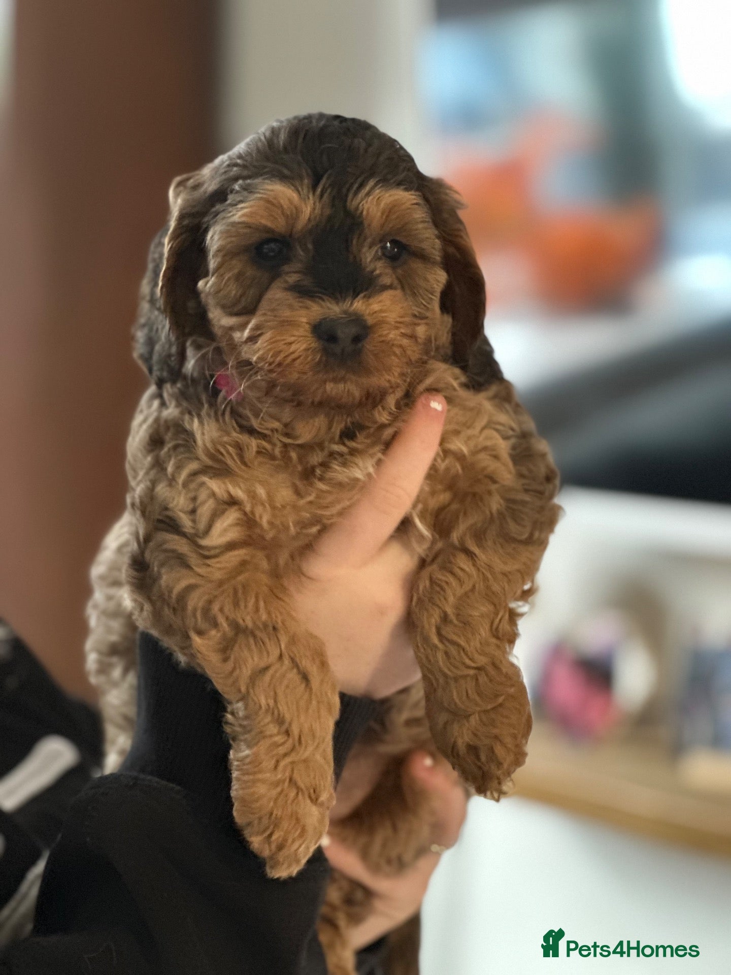 Cockapoo dogs Beautiful sable cockapoo, dna tested clear  - Advert 2