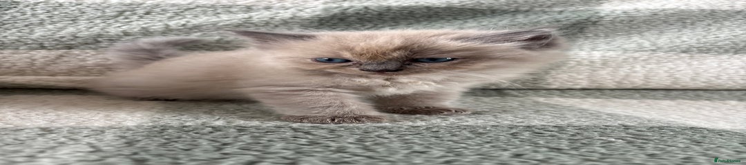Ragdoll Kitten 5