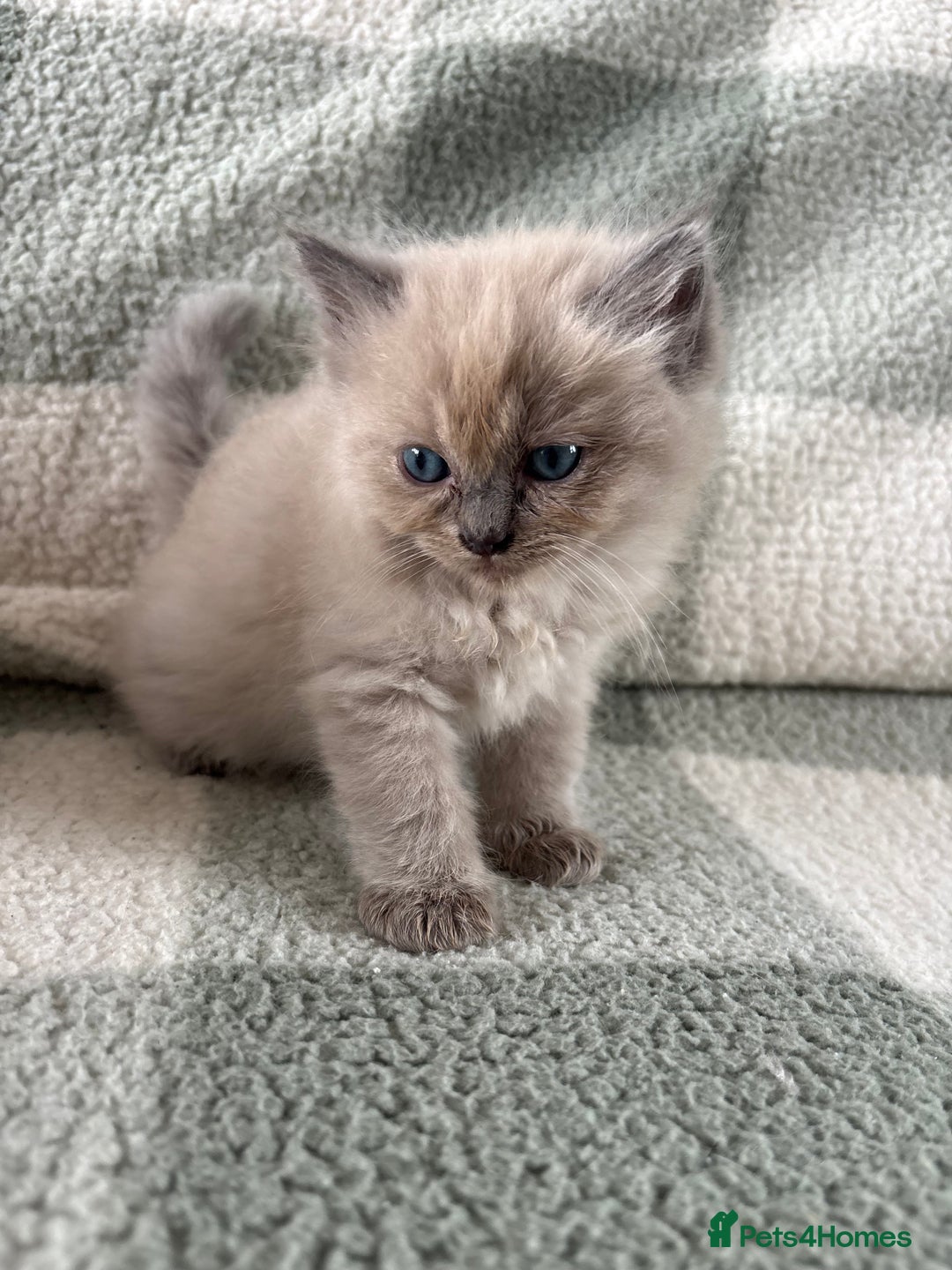 Ragdoll cats for sale: Ragdoll’s for sale!  - Image 2