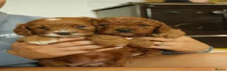 Cavapoo dogs for sale: Red Cavapoo Puppies - Advert 3