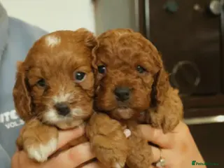 Cavapoo dogs Red Cavapoo Puppies - Advert 3