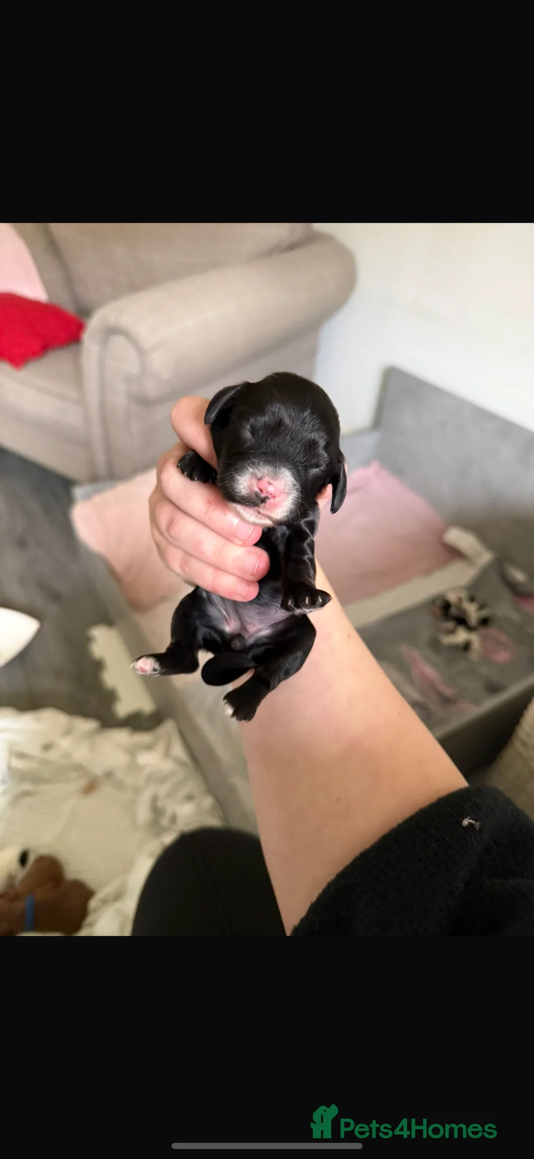 Mixed Breed dogs for sale: Beautiful cocker spaniel & Cavapoo puppies  in Bingley - Advert 27