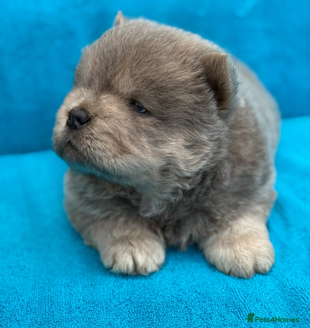 Chow Chow dogs for sale: KC Reg Chow Chow Puppies  - Image 7