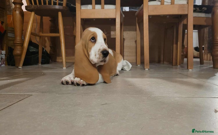 Basset Hound dogs - Advert 1
