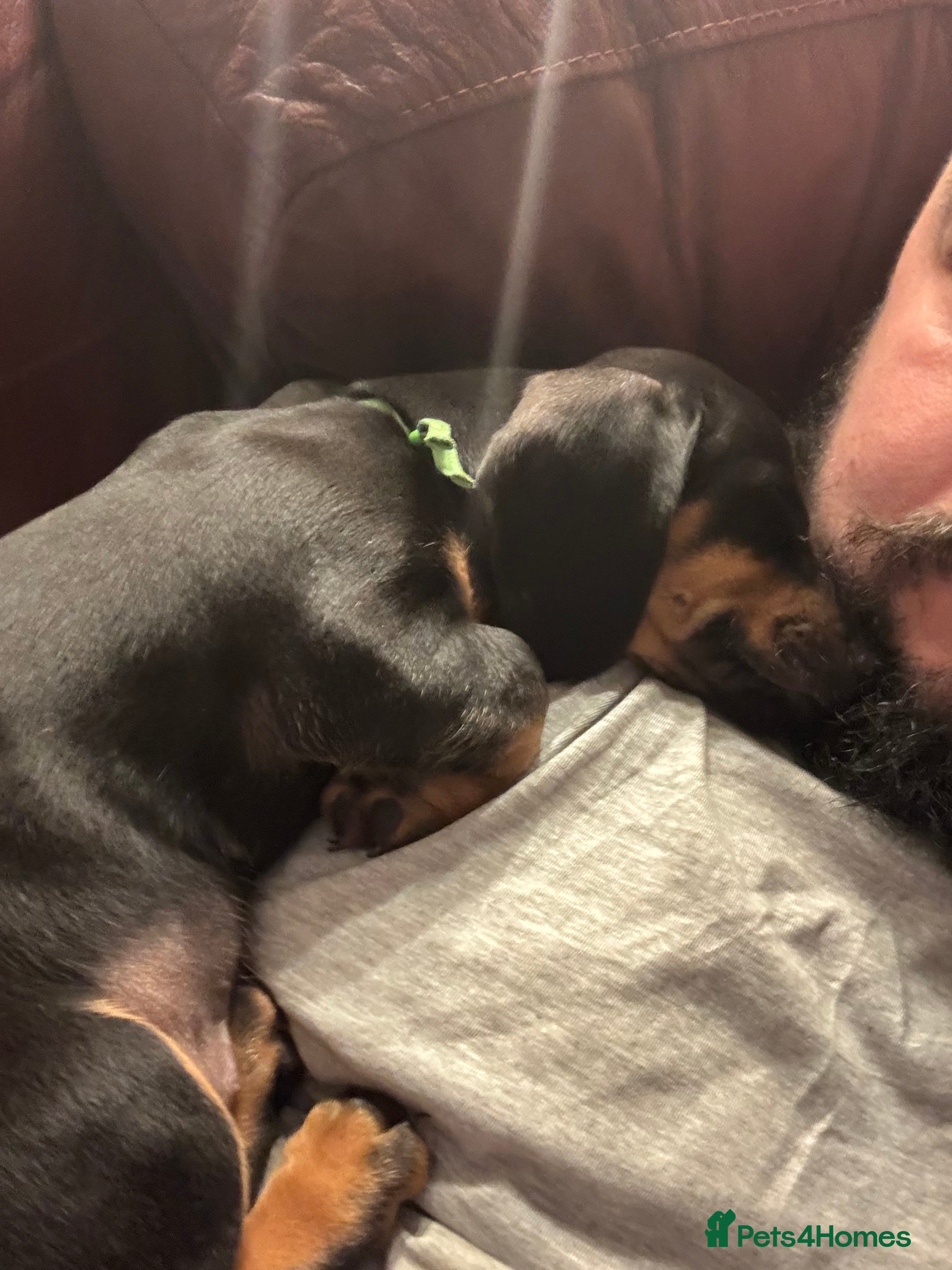 Miniature Dachshund dogs Now fully vaxed!! Miniature Dachshunds DNA tested - Advert 2