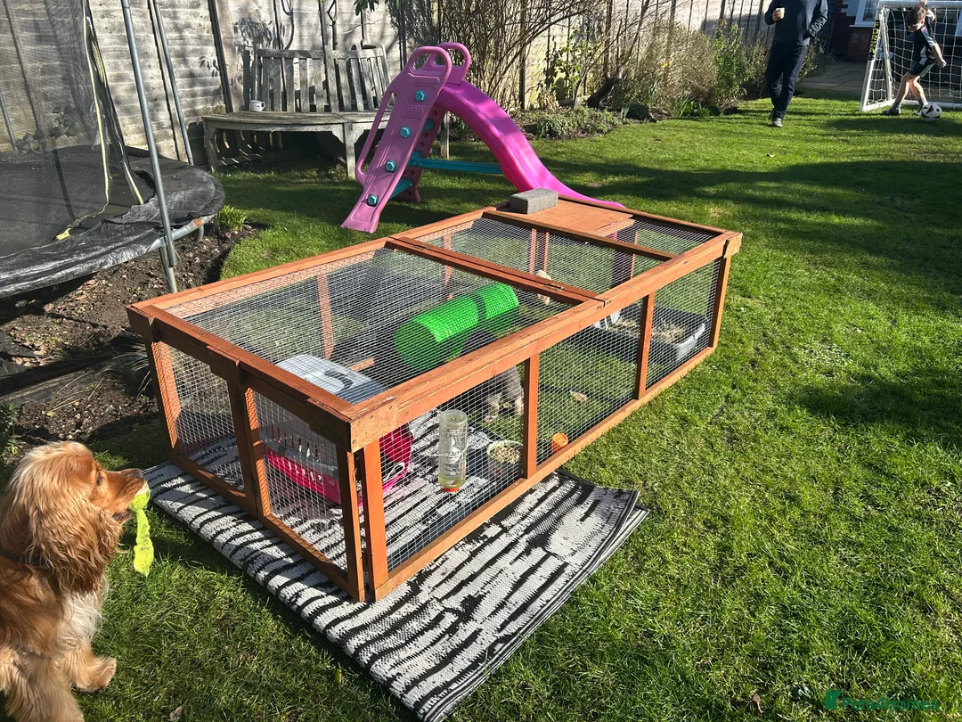 Mini Lop rabbits for sale: ❤️Looking for a companion for our lovely mini lop - Advert 3