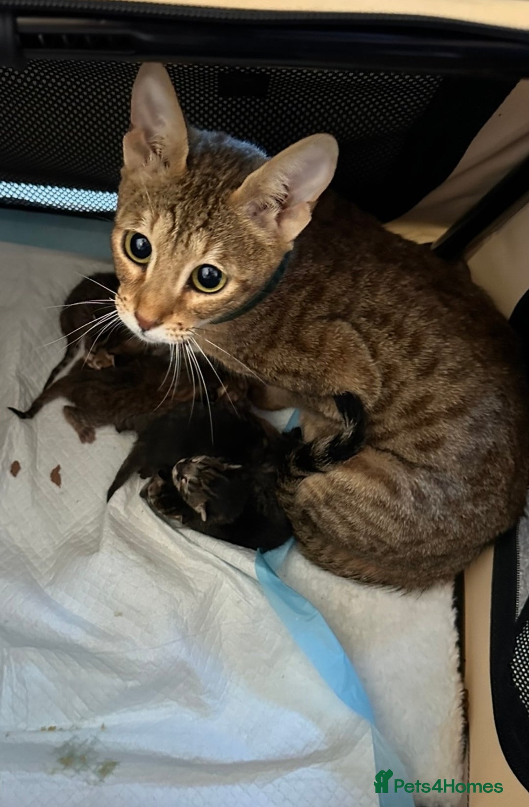 Savannah cats for sale: Savvanah kittens  - Advert 5