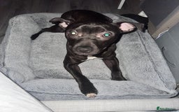 Mixed Breed dogs for sale: Staffy mix brindle male - Image 6