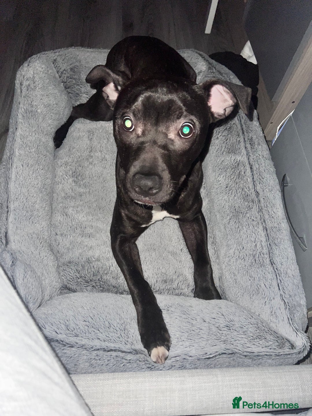 Mixed Breed dogs for sale: Staffy mix brindle male - Image 6