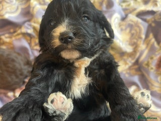 Cockapoo dogs Beautiful cockapoo puppies ONLY 4 LEFT! - Advert 6