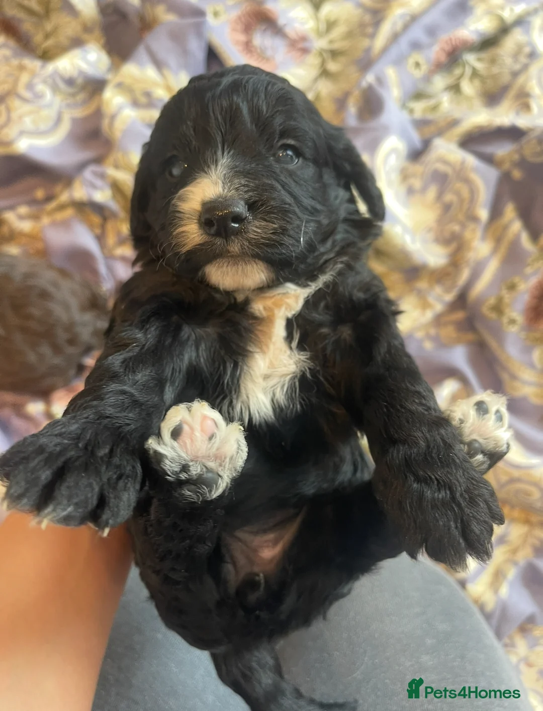 Cockapoo dogs for sale: Beautiful cockapoo puppies ONLY 1 LEFT! price drop - Advert 1