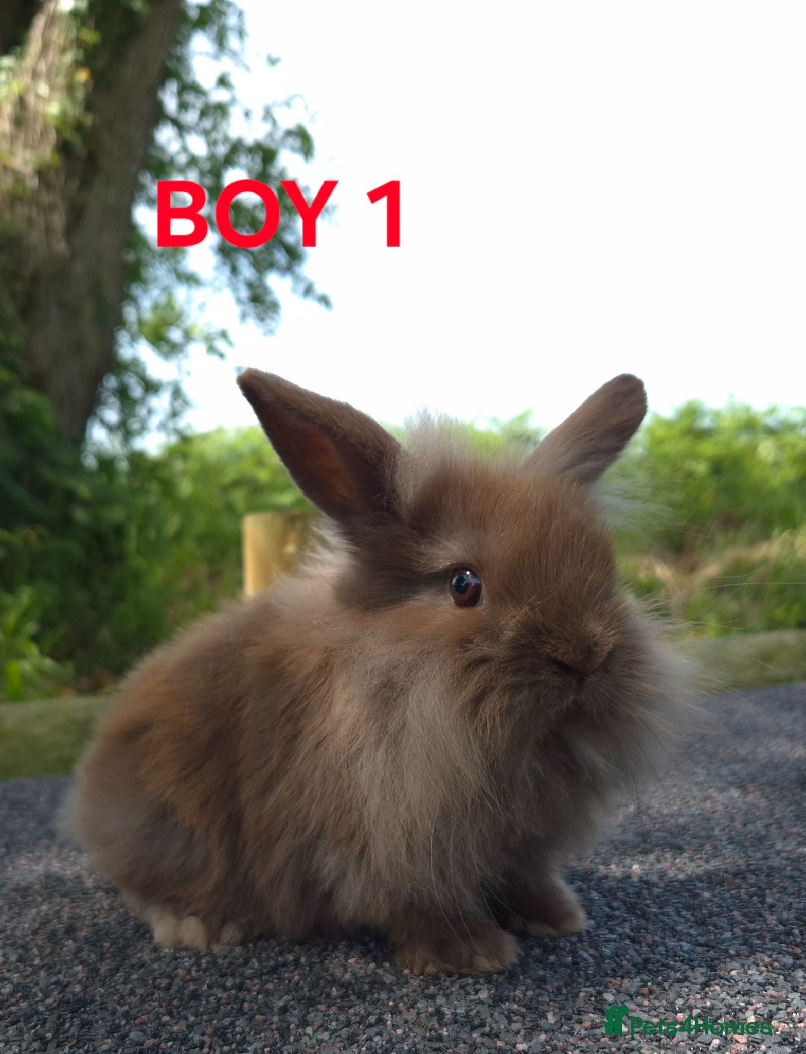 Lionhead rabbits Lionhead litter ready soon - Advert 1