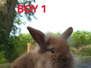 Lionhead rabbits Lionhead litter ready soon - Advert 7