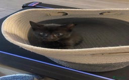 Mixed Breed cats for sale: 2 male 1 female black kitten for sale ready nov1st - Image 5