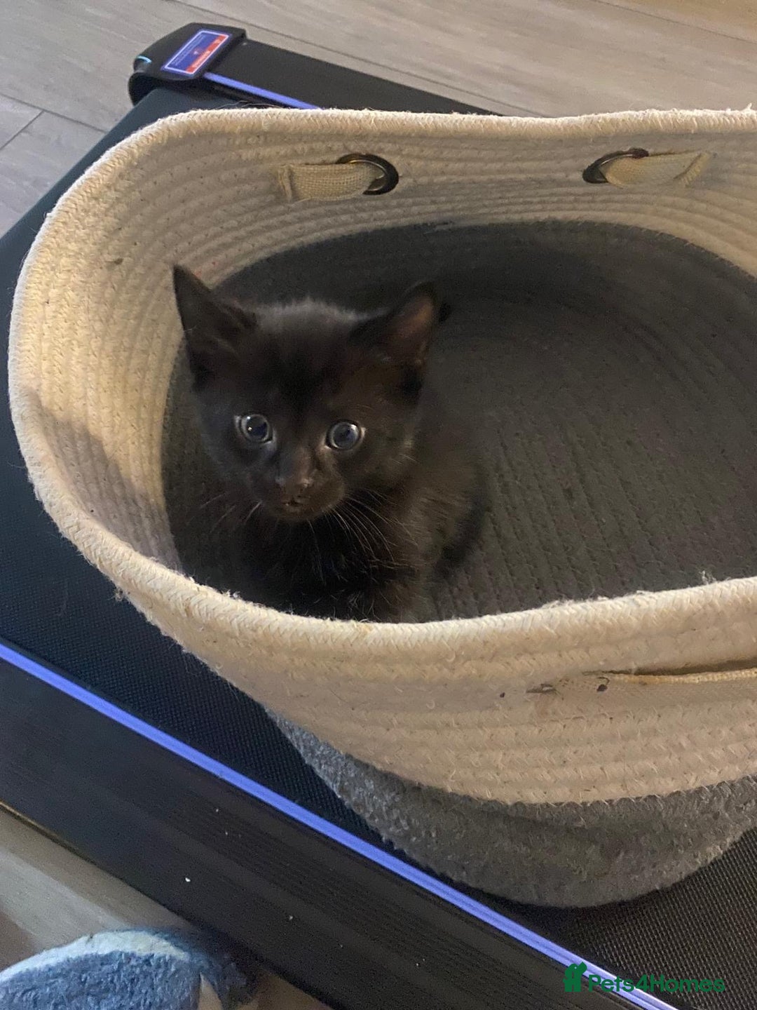 Mixed Breed cats for sale: 2 male 1 female black kitten for sale ready nov1st - Image 5