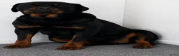 Rottweiler dogs for sale: 🌟Stunning KC Registered Rottweiler Puppies 🌟 - Advert 4
