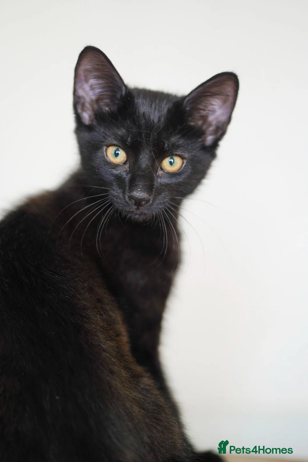 Mixed Breed cats for sale: Beautiful 12‑Week‑Old Kittens Ready for Homes - Advert 11