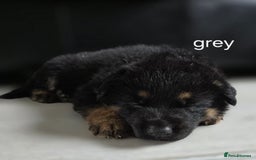 German Shepherd dogs for sale: German shepard pups - Image 5