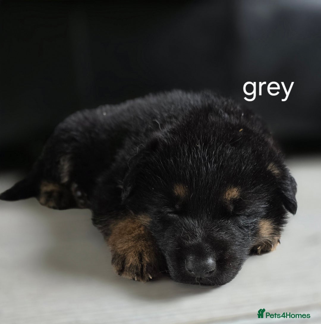 German Shepherd dogs for sale: German shepard pups - Image 5