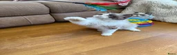 Selkirk Rex cats for sale: Two kittens left  - Advert 28