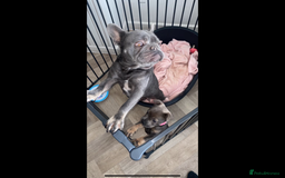 Mixed Breed dogs for sale: Shar Pei x French Bulldog puppy - Image 7