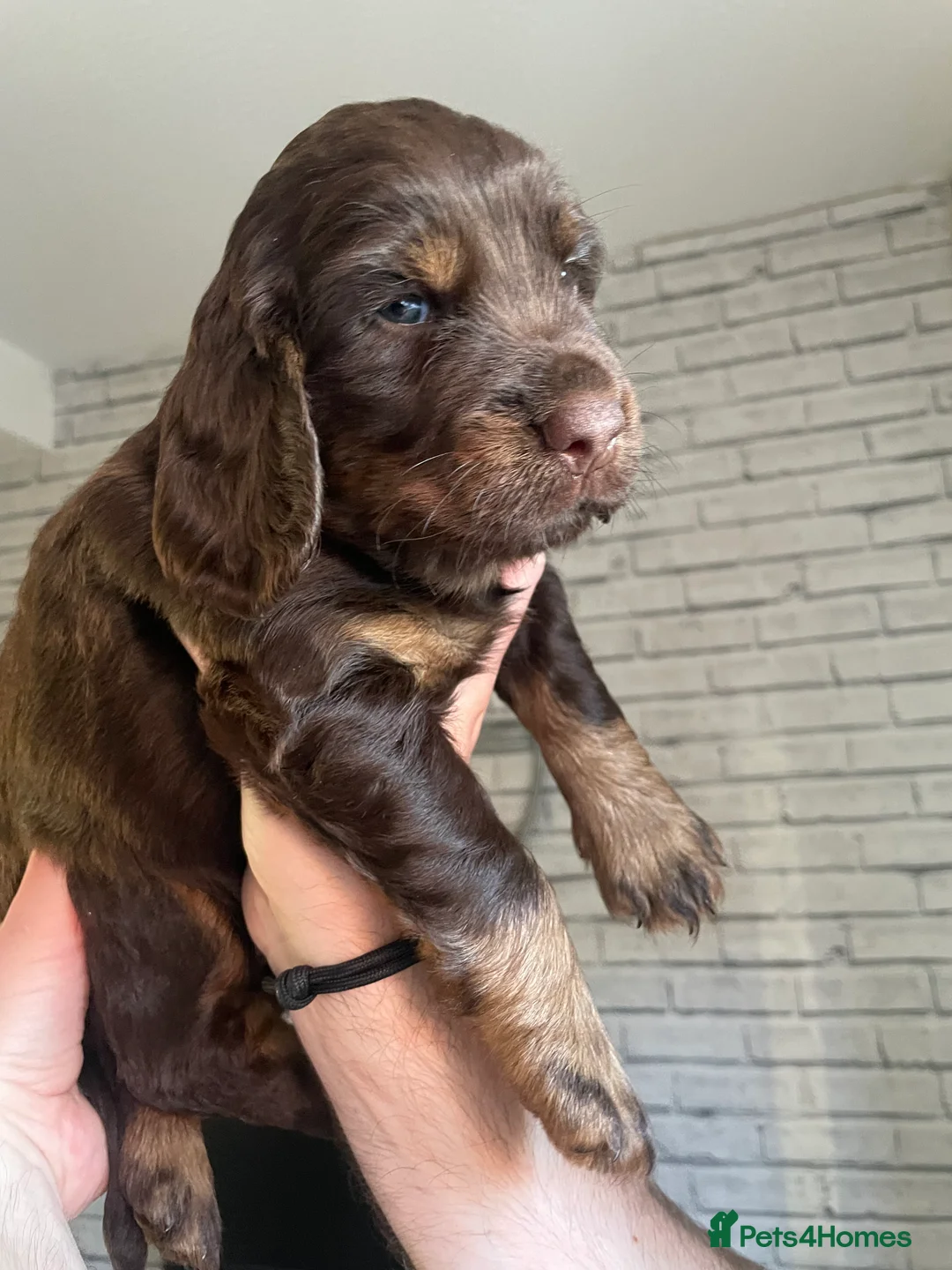 Cocker Spaniel dogs for sale: Cocker spaniel puppies  - Advert 34