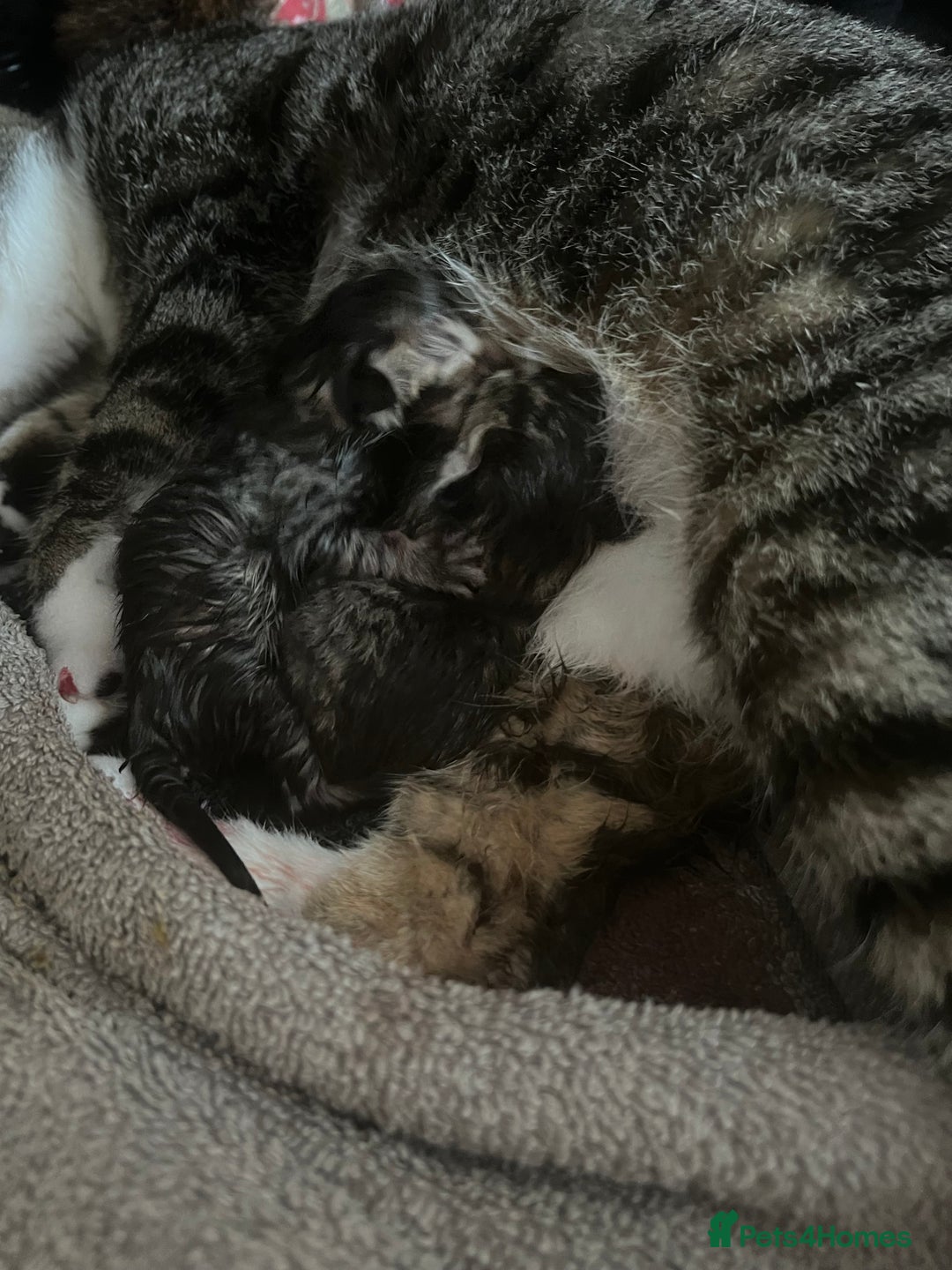Mixed Breed cats for sale: 4 kittens looking for new homes - Image 4