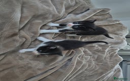 Mixed Breed cats for sale: Mixed ragdoll x mainecoon  - Image 4