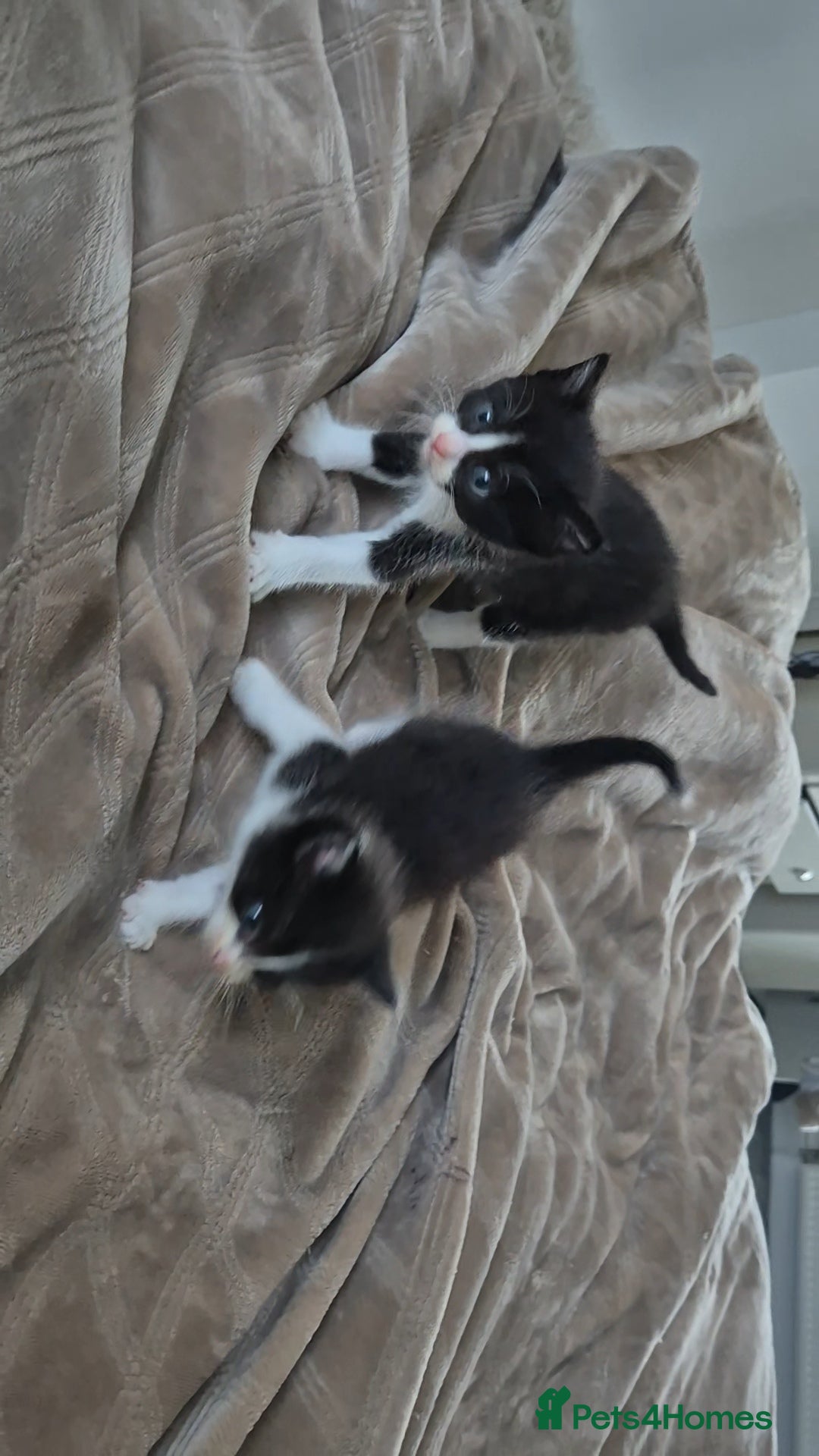 Mixed Breed cats for sale: Mixed ragdoll x mainecoon  - Image 4