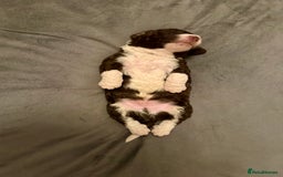 Spanish Water Dog dogs for sale: Spanish Water Dog Puppies  - Image 10
