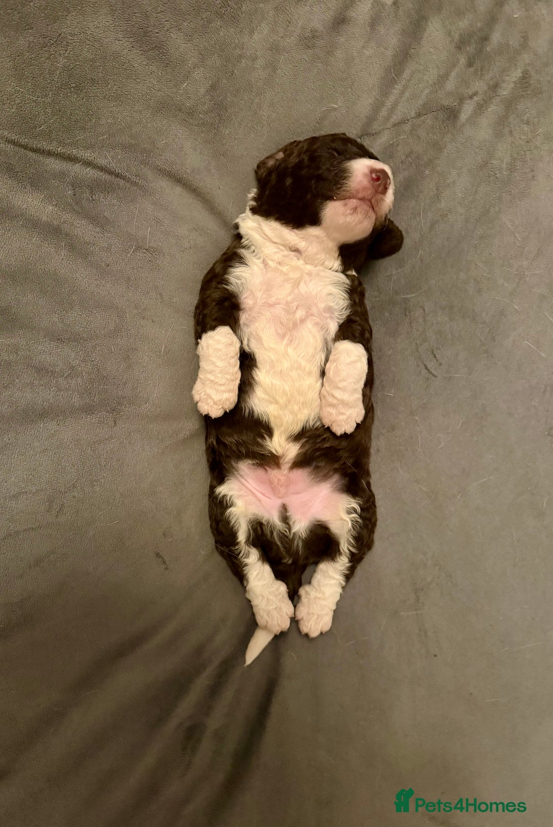 Spanish Water Dog dogs for sale: Spanish Water Dog Puppies  - Image 10
