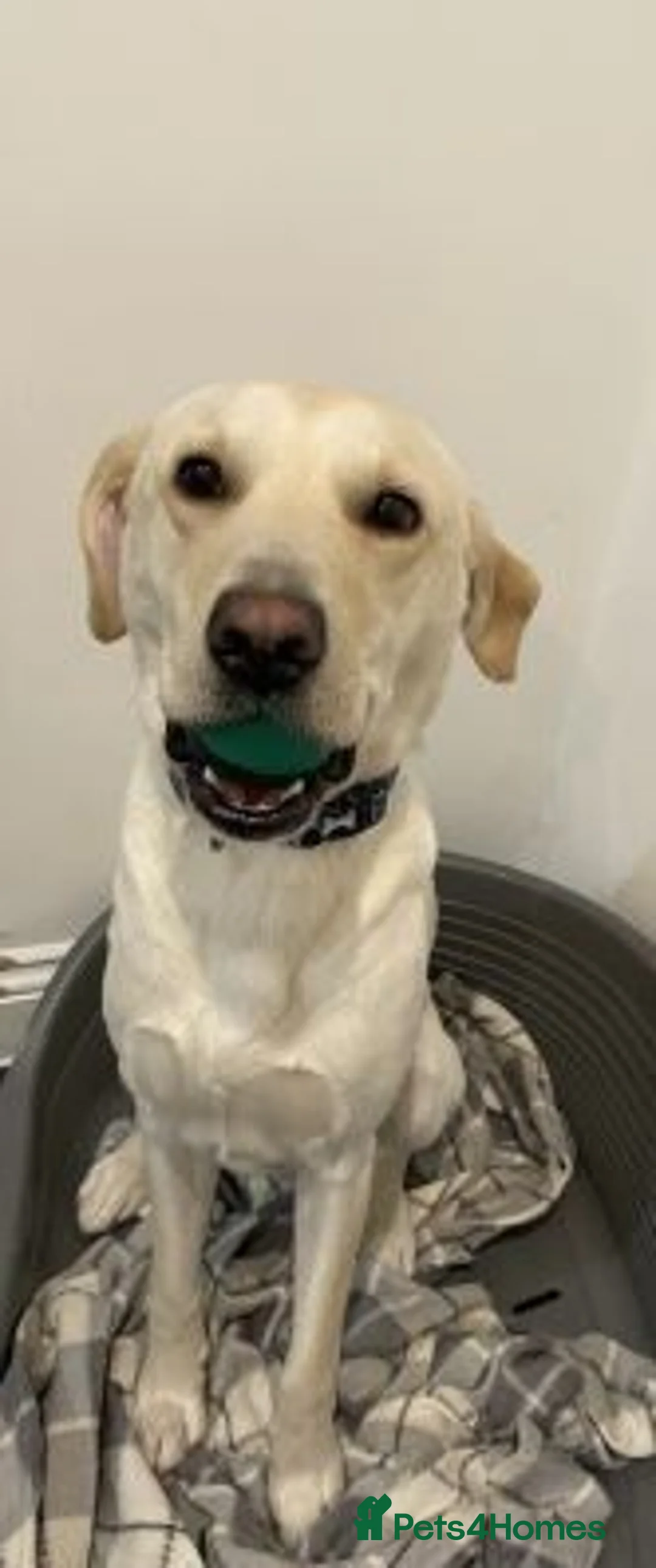 Labrador Retriever dogs for sale: Casper looking for his new and forever home in Edinburgh - Advert 1