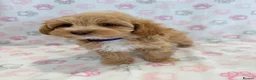 Maltipoo dogs for sale: Beautiful F1 Health Tested Maltipoo babies 💙🐾💖 - Advert 7