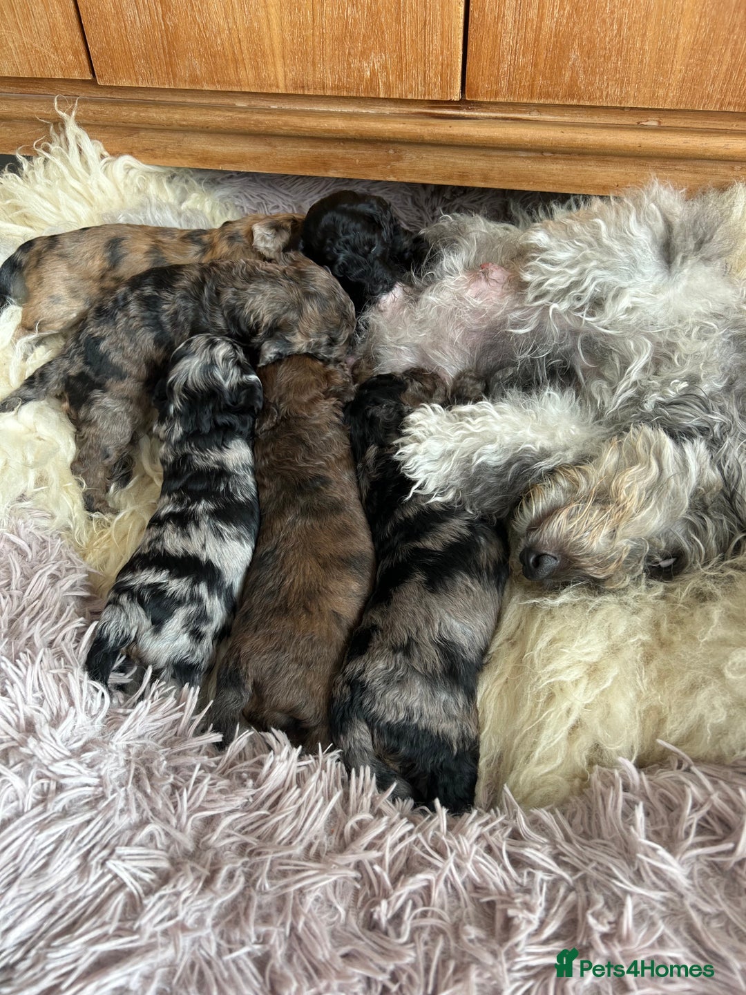 Cockapoo dogs for sale: Fb2 miniature cockapoo - Image 10